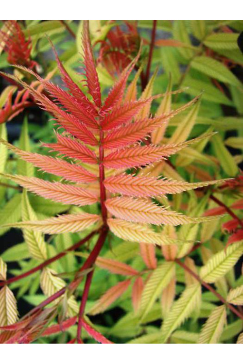 tawlina, tawlina sem, sorbaria