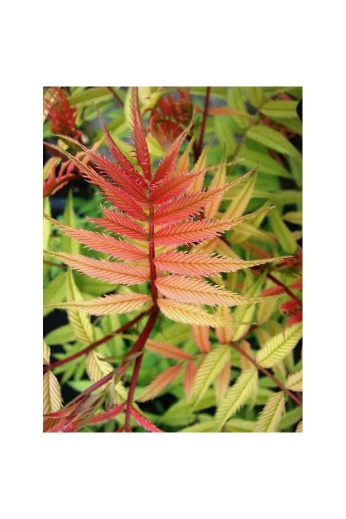 tawlina, tawlina sem, sorbaria