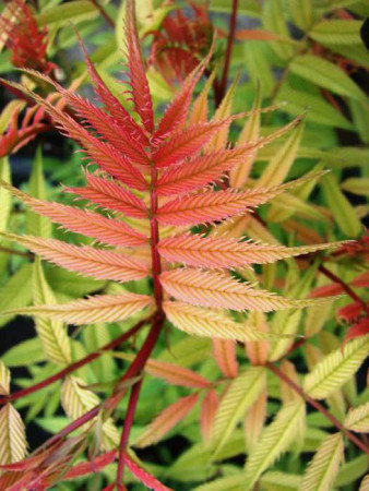 tawlina, tawlina sem, sorbaria