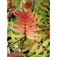 tawlina, tawlina sem, sorbaria