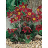 Sasanka zwyczajna 'PinWheel Dark Red Shades' | Pulsatilla vulgaris