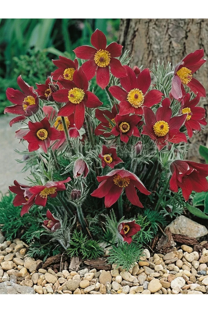 Sasanka zwyczajna 'PinWheel Dark Red Shades' | Pulsatilla vulgaris