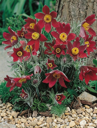 Sasanka zwyczajna 'PinWheel Dark Red Shades' | Pulsatilla vulgaris