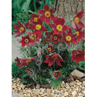 Sasanka zwyczajna 'PinWheel Dark Red Shades' | Pulsatilla vulgaris