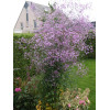 Rutewka 'Splendide' | Thalictrum