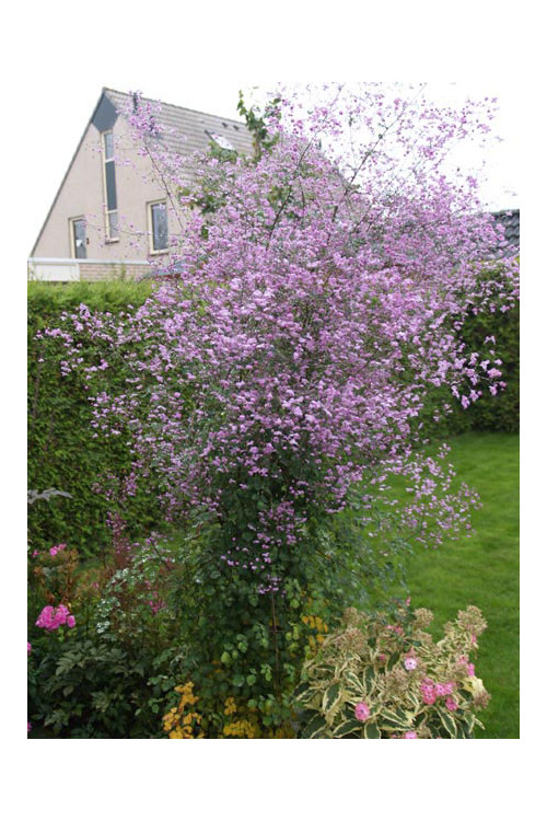 Rutewka 'Splendide' | Thalictrum