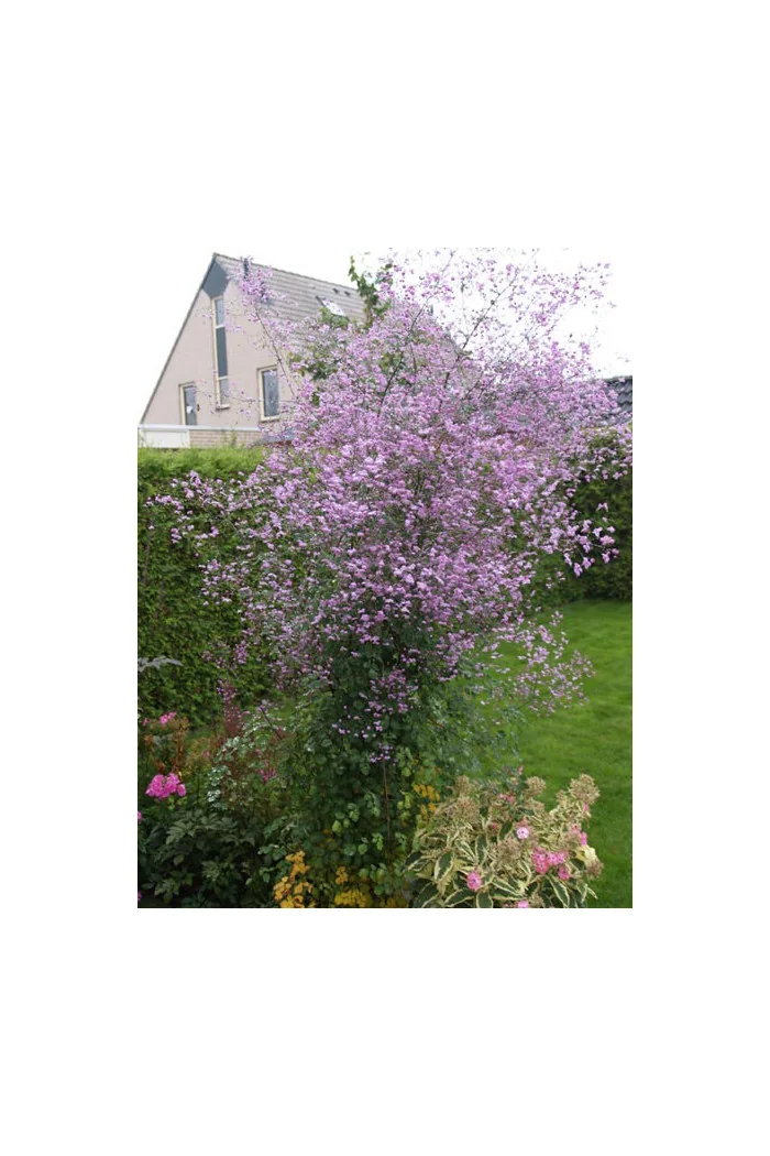 Rutewka 'Splendide' | Thalictrum