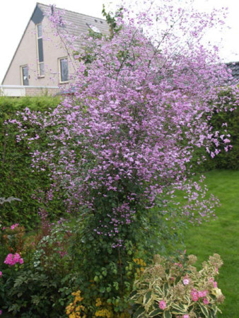 Rutewka 'Splendide' | Thalictrum