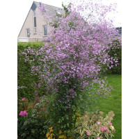 Rutewka 'Splendide' | Thalictrum