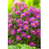 Aster krzaczasty 'Alice Halsam' | Aster dumosus