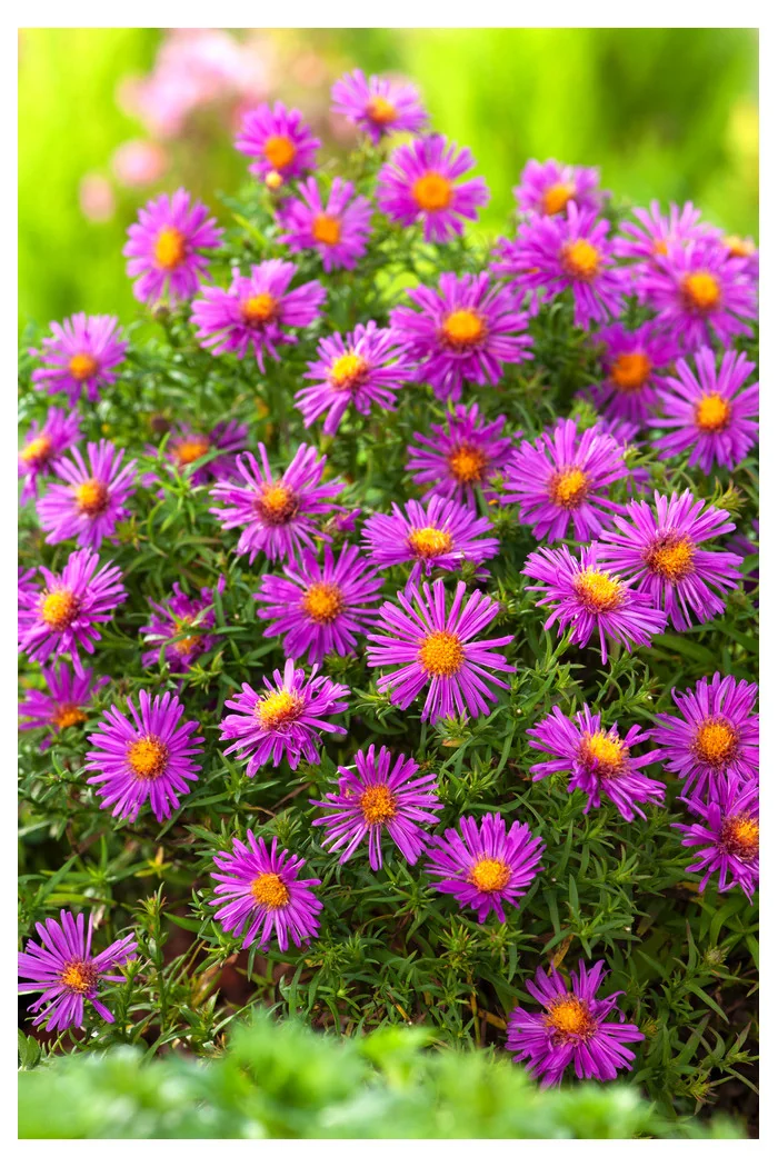 Aster krzaczasty 'Alice Halsam' | Aster dumosus