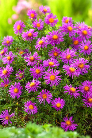 Aster krzaczasty 'Alice Halsam' | Aster dumosus