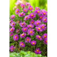 Aster krzaczasty 'Alice Halsam' | Aster dumosus