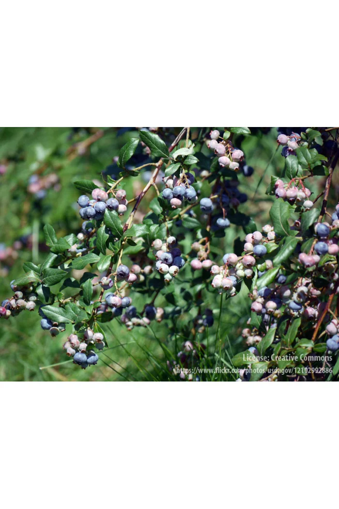Borówka amerykańska, owoce borówki, borówka wcześnie owocująca, smaczne owoce, borówka Nelson, sadzonki borówki
