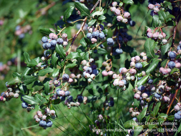 Borówka amerykańska, owoce borówki, borówka wcześnie owocująca, smaczne owoce, borówka Nelson, sadzonki borówki