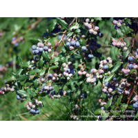 Borówka amerykańska, owoce borówki, borówka wcześnie owocująca, smaczne owoce, borówka Nelson, sadzonki borówki