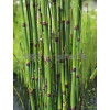 Skrzyp zimowy 'Robustum' | Equisetum hyemale