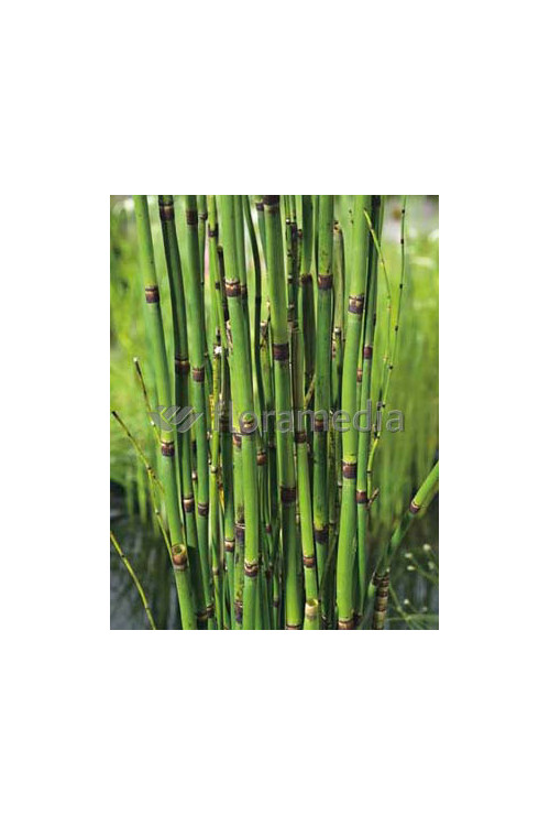 Skrzyp zimowy 'Robustum' | Equisetum hyemale