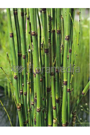 Skrzyp zimowy 'Robustum' | Equisetum hyemale
