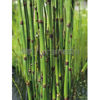 Skrzyp zimowy 'Robustum' | Equisetum hyemale