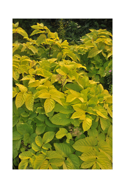 Aralia 'Sun King' | Aralia cordata