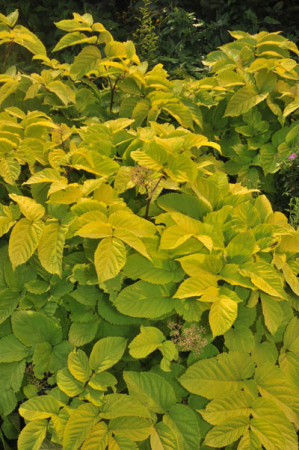 Aralia 'Sun King' | Aralia cordata