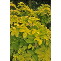 Aralia 'Sun King' | Aralia cordata