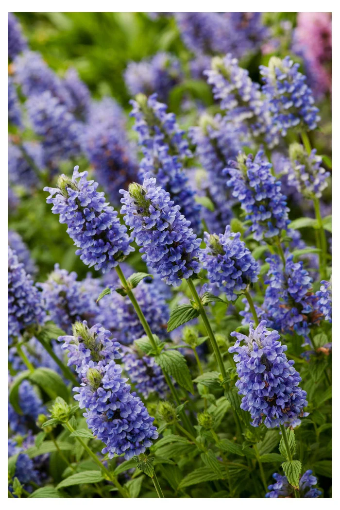 Kocimiętka żyłkowana 'Blue Moon' | Nepeta nervosa