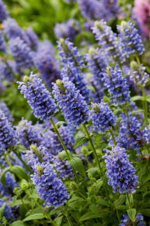 Kocimiętka żyłkowana 'Blue Moon' | Nepeta nervosa