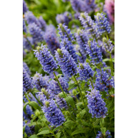 Kocimiętka żyłkowana 'Blue Moon' | Nepeta nervosa