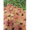 Żurawka 'World Cafe Amaretto' | Heuchera