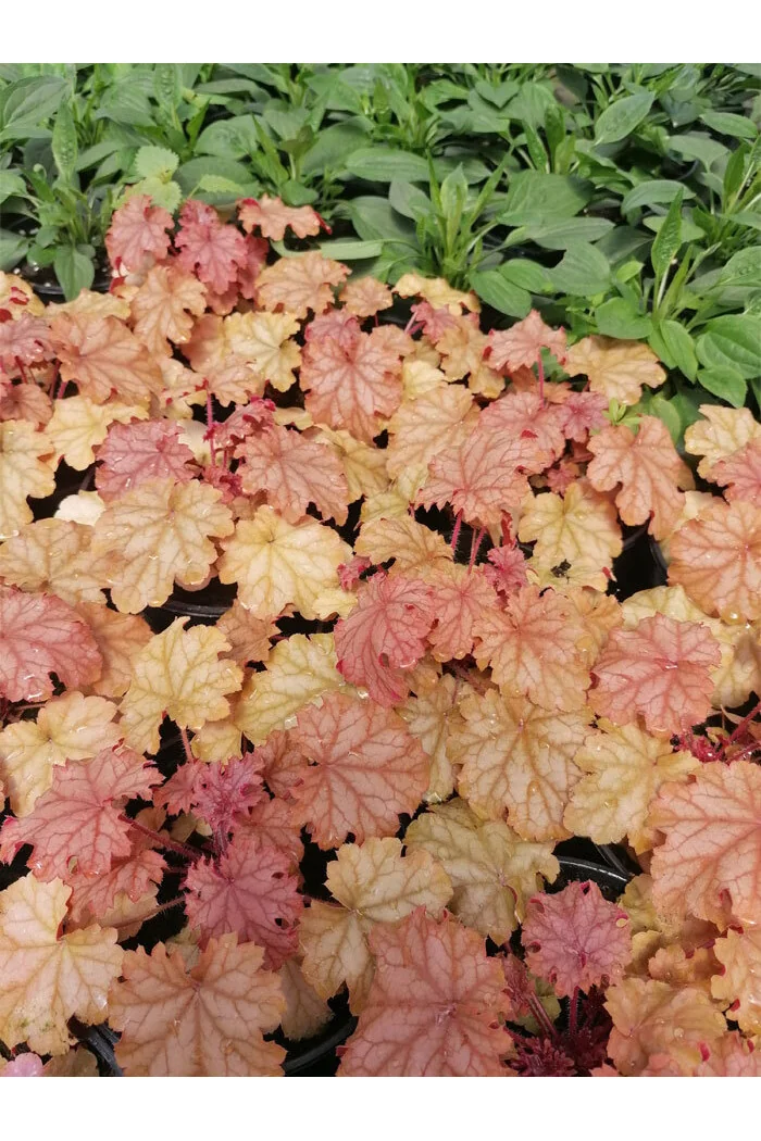 Żurawka 'World Cafe Amaretto' | Heuchera