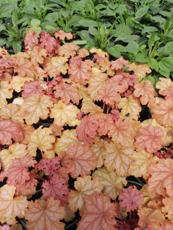 Żurawka 'World Cafe Amaretto' | Heuchera