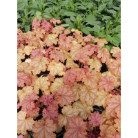 Żurawka 'World Cafe Amaretto' | Heuchera