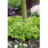 Funkia 'Golden Tiara' Hosta