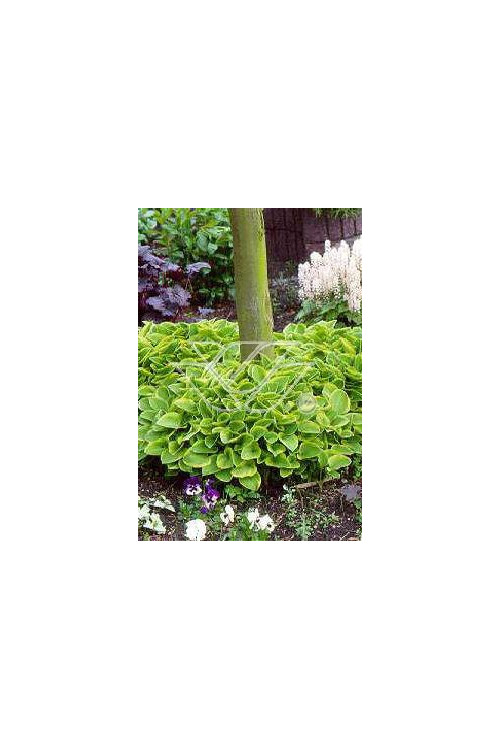 Funkia 'Golden Tiara' Hosta