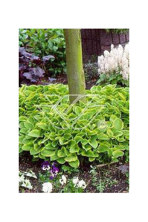 Funkia 'Golden Tiara' Hosta