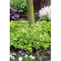Funkia 'Golden Tiara' Hosta