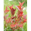 Głogownik 'Red Robin' Photinia fraseri