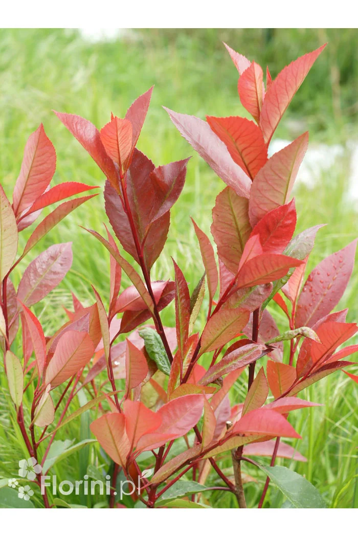 Głogownik 'Red Robin' Photinia fraseri
