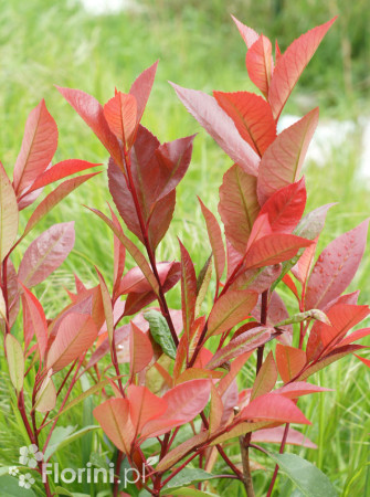 Głogownik 'Red Robin' Photinia fraseri