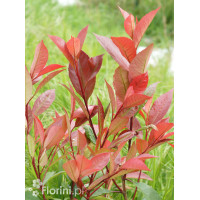 Głogownik 'Red Robin' Photinia fraseri