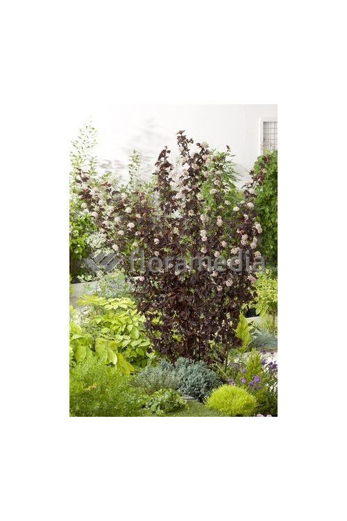 Pęcherznica kalinolistna 'Summer Wine | Physocarpus opulifolius