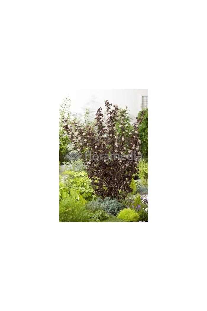 Pęcherznica kalinolistna 'Summer Wine | Physocarpus opulifolius