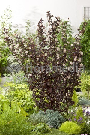 Pęcherznica kalinolistna 'Summer Wine | Physocarpus opulifolius