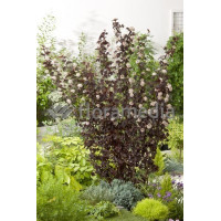 Pęcherznica kalinolistna 'Summer Wine | Physocarpus opulifolius