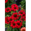Jeżówka 'SunMagic Fantastic Scarlet' | Echinacea