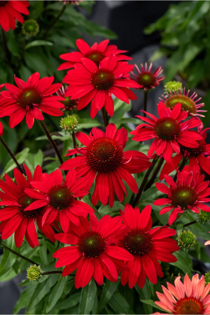 Jeżówka 'SunMagic Fantastic Scarlet' | Echinacea