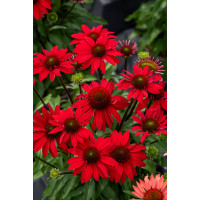 Jeżówka 'SunMagic Fantastic Scarlet' | Echinacea
