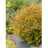 Żywotnik zachodni 'Cloth of Gold' Thuja occidentalis